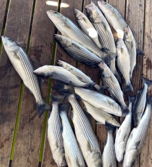 Striped Bass Haul In Lake Texoma!